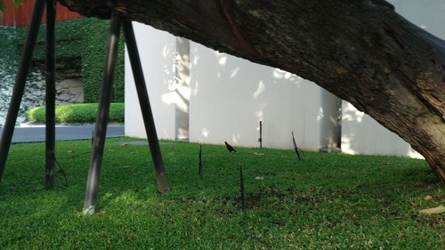 นกเอี้ยงหงอน · Great Myna · Acridotheres grandis