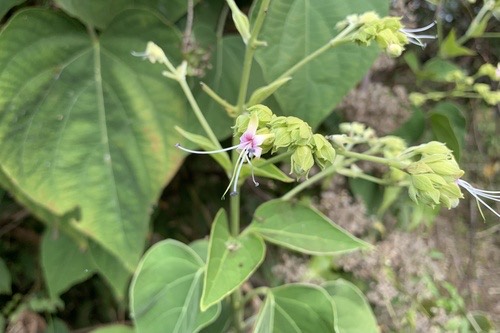 นางแย้มป่า · Hill glorybower · Clerodendrum infortunatum