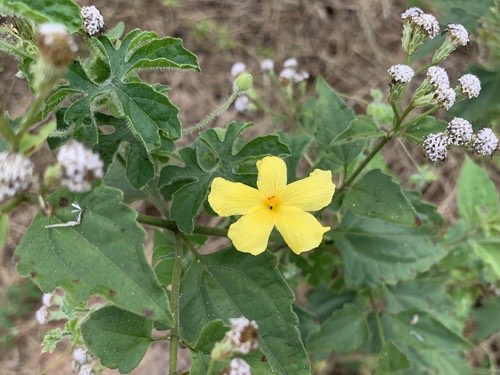 Momordica charantia charantia