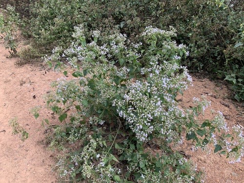 สาบเสือ · Siam weed · Chromolaena odorata