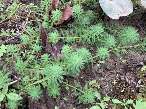 สาหร่ายขนนกญี่ปุ่น · Parrot's feather · Myriophyllum aquaticum