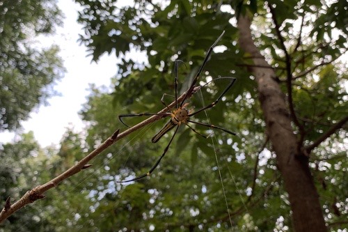 แมงมุมใยทองท้องขนาน · Giant Golden Orbweaver · Nephila pilipes