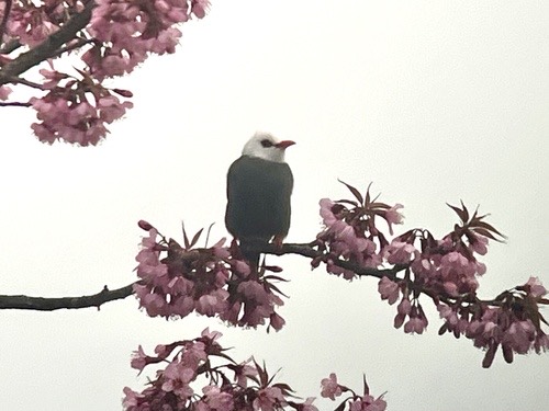 นกปรอดเทาหัวขาว · White-headed Bulbul · Hypsipetes thompsoni