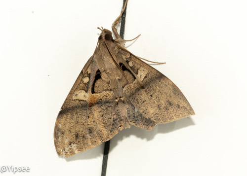 Ischyja inferna