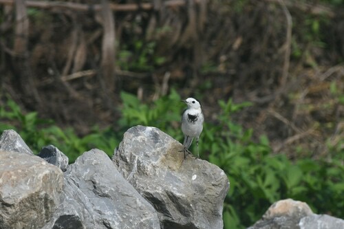 นกอุ้มบาตร · White Wagtail · Motacilla alba