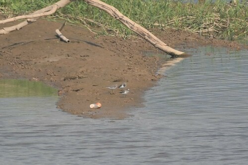 นกสติ๊นท์อกเทา · Temminck's Stint · Calidris temminckii