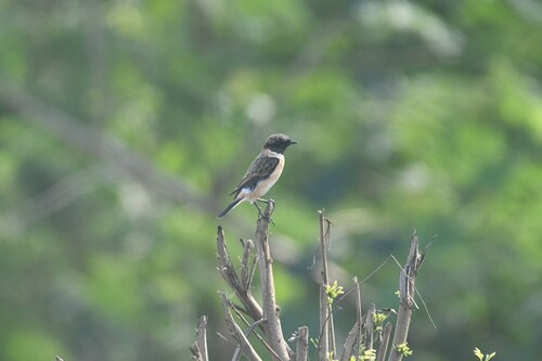 นกยอดหญ้าหัวดำ · Amur Stonechat · Saxicola stejnegeri
