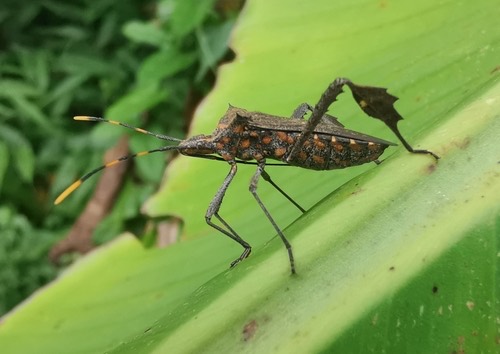 Citron Bug · Leptoglossus gonagra