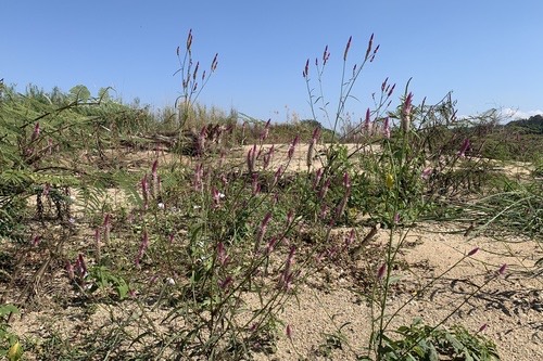 หงอนไก่ · Quail Grass · Celosia argentea