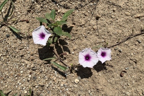 ผักบุ้ง · Water Morning Glory · Ipomoea aquatica