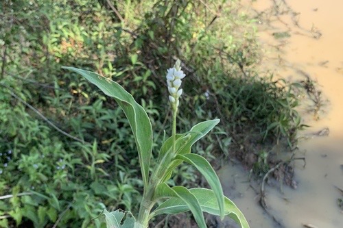 Velvet Knotweed · Persicaria attenuata