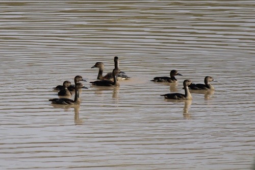 เป็ดแดง · Lesser Whistling-Duck · Dendrocygna javanica