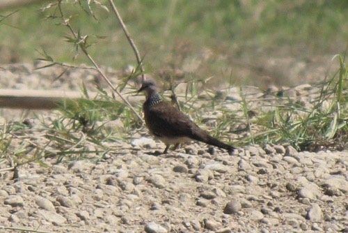 นกเขาใหญ่ · Spotted Dove · Spilopelia chinensis