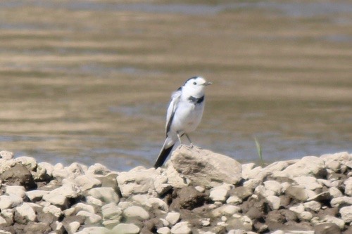 นกอุ้มบาตร · White Wagtail · Motacilla alba