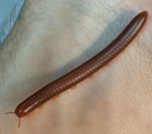 กิ้งกือแดงเล็ก · Rusty Millipede · Trigoniulus corallinus