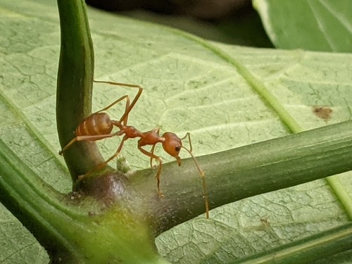 มดแดง · Asian Weaver Ant · Oecophylla smaragdina