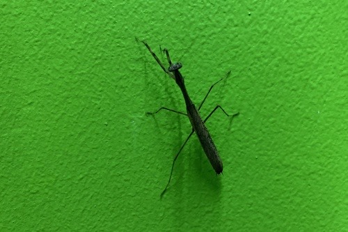 ตั๊กแตนตำข้าวหญ้าเอเชีย · Asian Jumping Mantis · Statilia maculata