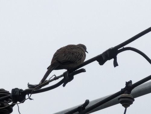 นกเขาใหญ่ · Spotted Dove · Spilopelia chinensis