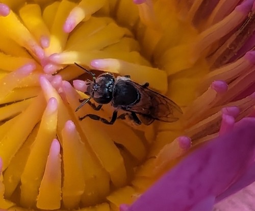 ผึ้งมิ้ม · Red Dwarf Honey Bee · Apis florea
