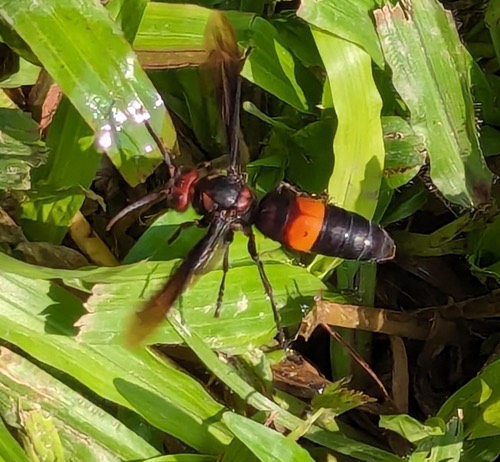 ต่อหัวเสือแถบใหญ่ · Greater Banded Hornet · Vespa tropica