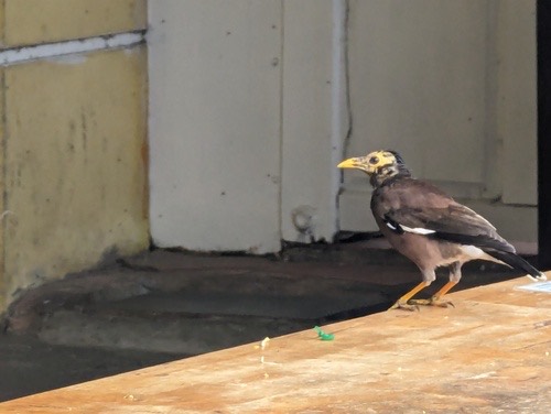 นกเอี้ยงสาริกา · Common Myna · Acridotheres tristis