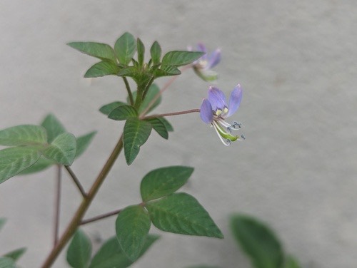 ผักเสี้ยนขน · Purple Cleome · Cleome rutidosperma