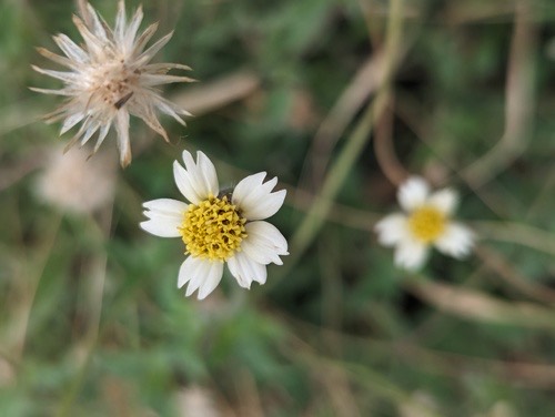 ตีนตุ๊กแก · Tridax Daisy · Tridax procumbens