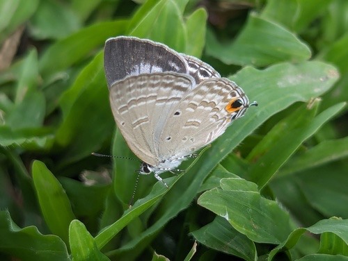ผีเสื้อฟ้าดอกถั่วธรรมดา · Forget-me-not · Catochrysops strabo
