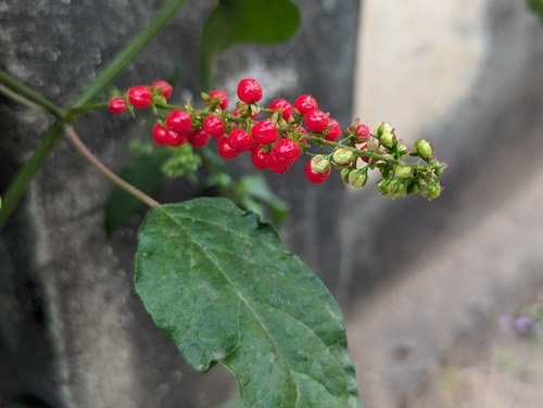 พริกฝรั่ง · pigeonberry · Rivina humilis