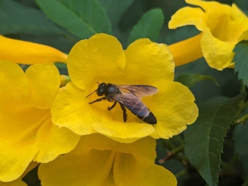 ผึ้งหลวง · Giant Honey Bee · Apis dorsata