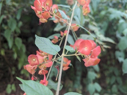 Chinese Hat Plant · Holmskioldia sanguinea