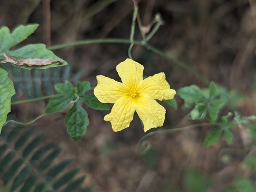 Momordica charantia charantia