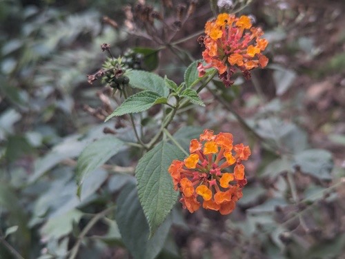 ผกากรอง · common lantana · Lantana camara