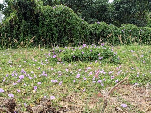 ผักบุ้งรั้ว · Mile-a-minute vine · Ipomoea cairica