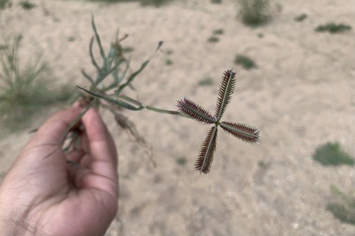 หญ้าปากควาย · Durban Crowfoot · Dactyloctenium aegyptium