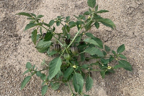 โทงเทง · cutleaf groundcherry · Physalis angulata