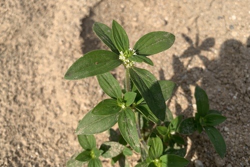 หญ้าจุกขาว · Tropical Girdlepod · Mitracarpus hirtus