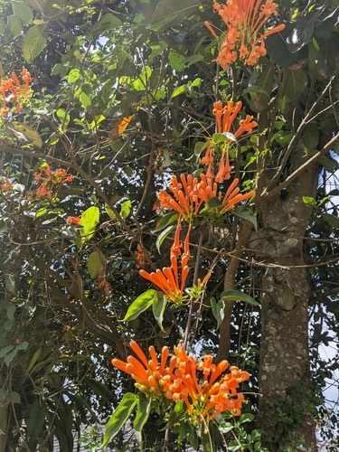 พวงแสด · Flame vine · Pyrostegia venusta