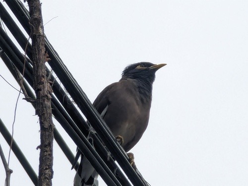 นกเอี้ยงสาริกา · Common Myna · Acridotheres tristis
