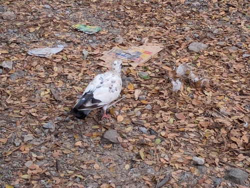 นกพิราบป่าปละ · Feral Pigeon · Columba livia domestica