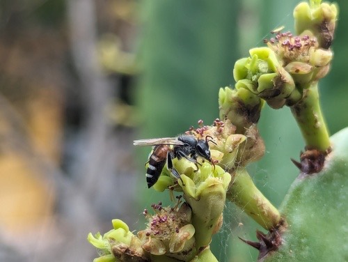 ผึ้งมิ้ม · Red Dwarf Honey Bee · Apis florea