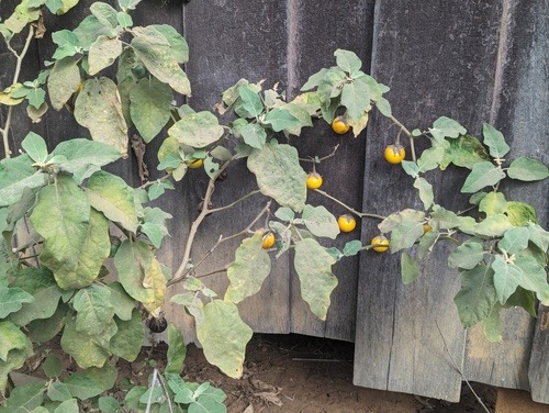 มะเขือยาว มะเขือม่วง · eggplant · Solanum melongena