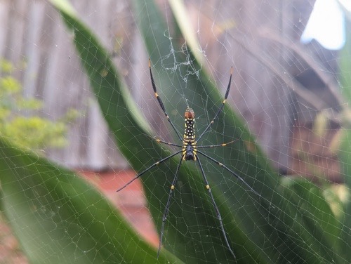 แมงมุมใยทองท้องขนาน · Giant Golden Orbweaver · Nephila pilipes
