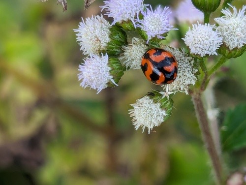 ด้วงเต่าลายขวาง · Small Transverse Ladybird Beetle · Coccinella transversalis