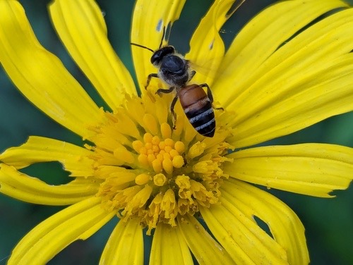 ผึ้งมิ้ม · Red Dwarf Honey Bee · Apis florea