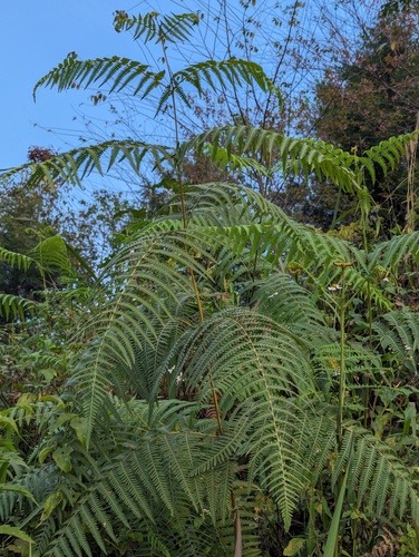 South Asian bracken · Pteridium revolutum
