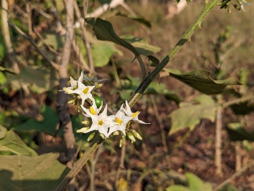 มะเขือพวง · Turkey Berry · Solanum torvum