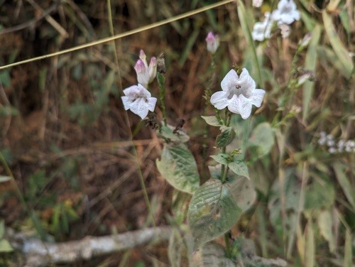 หญ้าใบพริก · African Coromandel · Asystasia intrusa
