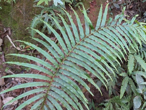 กูดดอย · Oriental Blechnum · Blechnum orientale