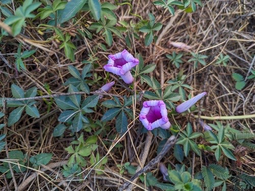 ผักบุ้งรั้ว · Mile-a-minute vine · Ipomoea cairica